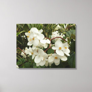 Tropical White Begonia Floral Canvas Afdruk