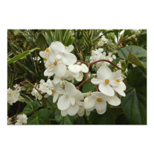 Tropical White Begonia Floral Foto Afdruk