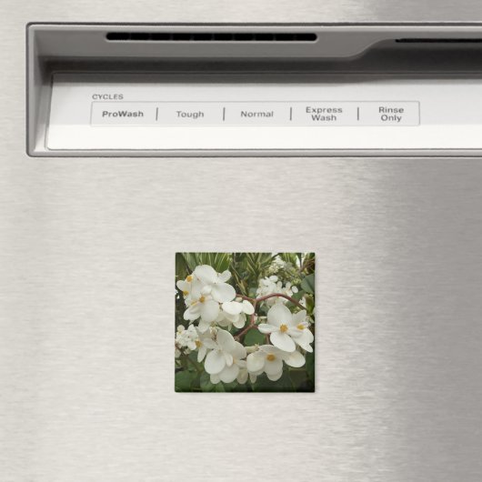 Tropical White Begonia Floral Magneet (Insitu (Vaatwasser))