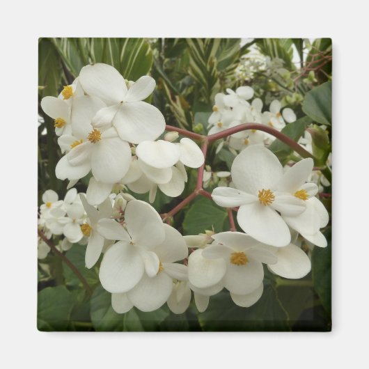 Tropical White Begonia Floral Magneet (Voorkant)