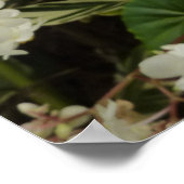 Tropical White Begonia Floral Poster (Hoek)