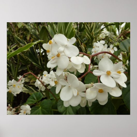 Tropical White Begonia Floral Poster (Voorkant)