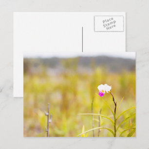 Tropical Wild Orchid Print, Hawaii Briefkaart
