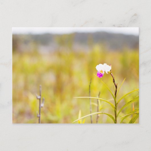 Tropical Wild Orchid Print, Hawaii Briefkaart (Voorkant)
