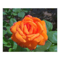 Tropicana Roos Foto