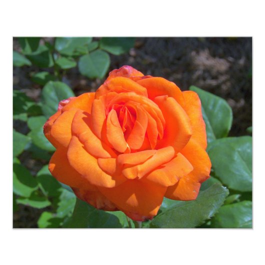 Tropicana Roos Foto Afdruk (Voorkant)