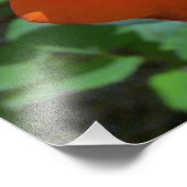 Tropicana Roos Foto Foto Afdruk (Hoek)