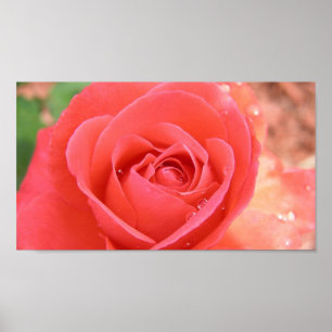 TROPICANA_ROSE-1920X1080 TROPICANA NAM ROZE BEAUT  POSTER