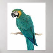 Tropisch blauw Macaw Handtekening Illustratie Post Poster (Voorkant)