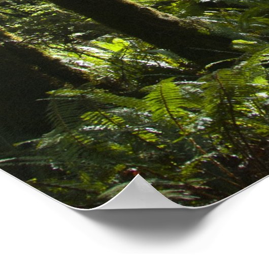 Tropisch bos met mos-bedekte bomen en bomen poster (Hoek)