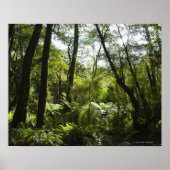 Tropisch bos met mos-bedekte bomen en bomen poster (Voorkant)