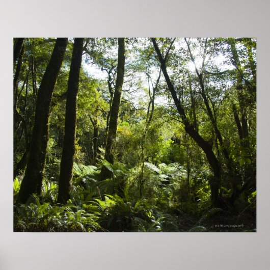 Tropisch bos met mos-bedekte bomen en bomen poster (Voorkant)