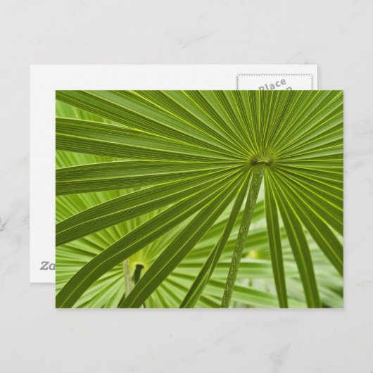 Tropisch Briefkaart (Voorkant / Achterkant)