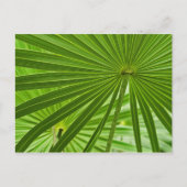 Tropisch Briefkaart (Voorkant)