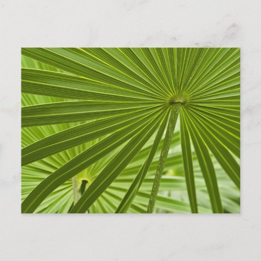 Tropisch Briefkaart (Voorkant)