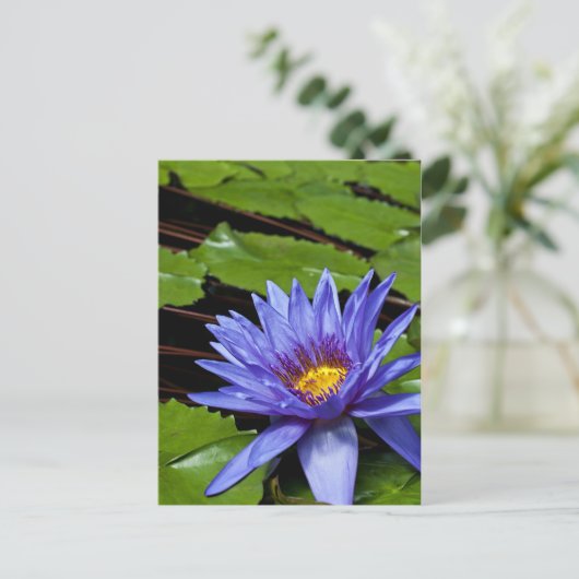 Tropisch Briefkaart van Waterlelie (Staand voorkant)