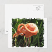 Tropisch Flamingo Briefkaart (Voorkant / Achterkant)