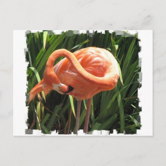 Tropisch Flamingo Briefkaart (Voorkant)
