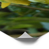 Tropisch geel geelhout met gouden douche poster (Hoek)