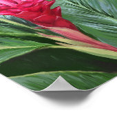Tropisch gemberventiel poster (Hoek)