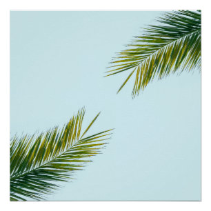Tropisch groene palmblad op lichtblauw perfect poster