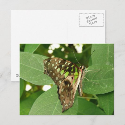 Tropisch Iridescent Green Butterfly Briefkaart (Voorkant / Achterkant)