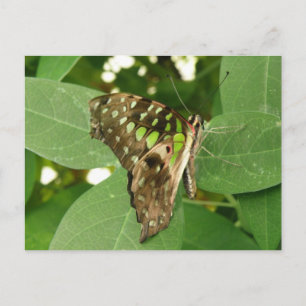 Tropisch Iridescent Green Butterfly Briefkaart