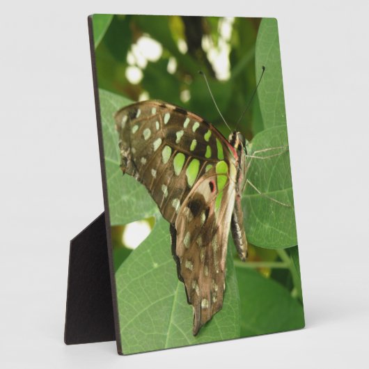 Tropisch Iridescent Green Butterfly Plaque Fotoplaat (Zijkant)