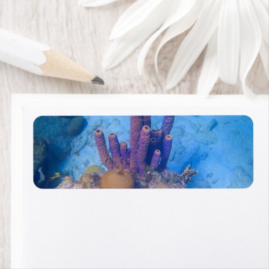 Tropisch koraalrif etiket (Insitu)