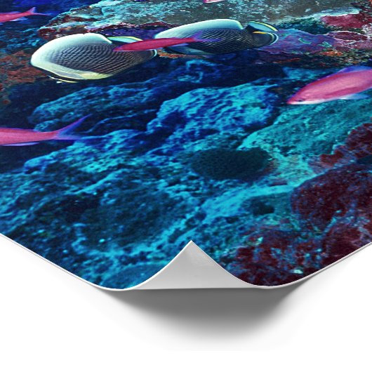 Tropisch marien leven poster (Hoek)