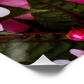 Tropisch Nieuw-Guinea impatiens afdrukken (Hoek)