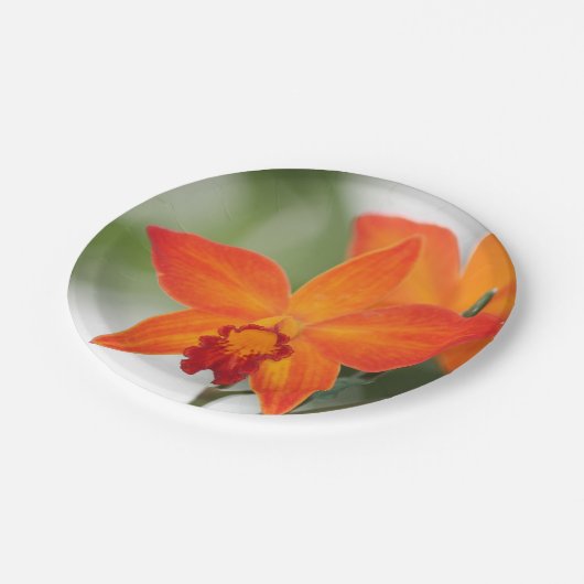 Tropisch Oranje orchidee Bord (Gekanteld)