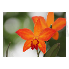 Tropisch Oranje Orchidee Card