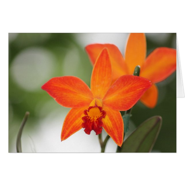 Tropisch Oranje Orchidee Card (Voorkant Horizontaal)