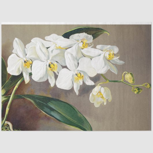 Tropisch orchidee Flowers Floral Weefselpapier Tissuepapier (Voorkant)