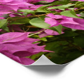 Tropisch Paarse Bougainvillea Bloem Poster (Hoek)