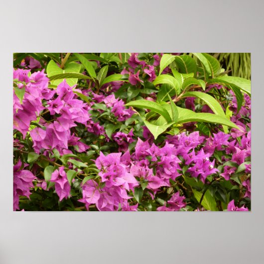 Tropisch Paarse Bougainvillea Bloem Poster (Voorkant)