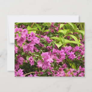 Tropisch Paarse Bougainvillea Floral