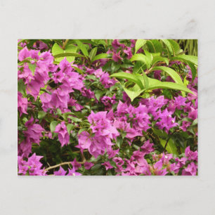 Tropisch Paarse Bougainvillea Floral Briefkaart