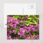 Tropisch Paarse Bougainvillea Floral Briefkaart (Voorkant / Achterkant)