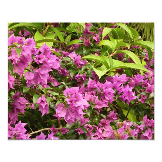 Tropisch Paarse Bougainvillea Floral Foto Afdruk (Voorkant)