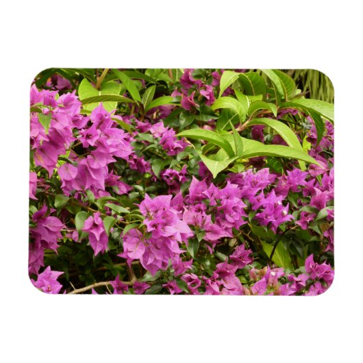 Tropisch Paarse Bougainvillea Floral Magneet (Horizontaal)