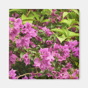 Tropisch Paarse Bougainvillea Floral Magneet