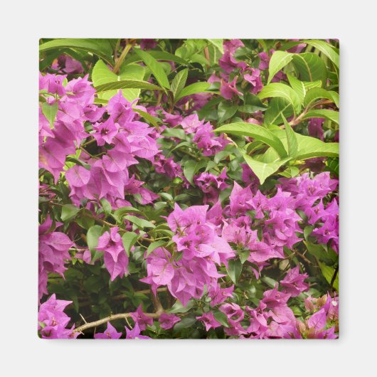 Tropisch Paarse Bougainvillea Floral Magneet (Voorkant)