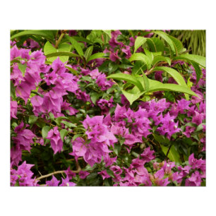 Tropisch Paarse Bougainvillea Floral Poster