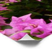 Tropisch Paarse Bougainvillea Floral Poster (Hoek)
