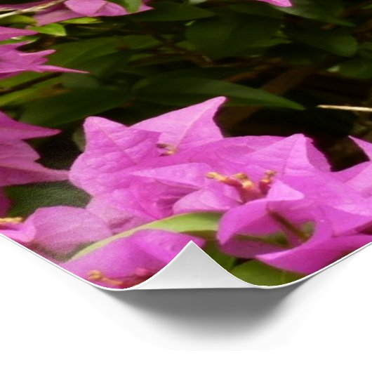 Tropisch Paarse Bougainvillea Floral Poster (Hoek)