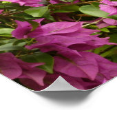 Tropisch Paarse Bougainvillea Floral Poster (Hoek)