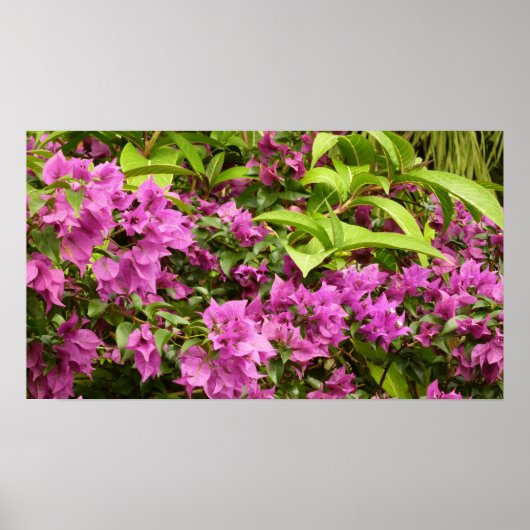 Tropisch Paarse Bougainvillea Floral Poster (Voorkant)