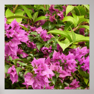 Tropisch Paarse Bougainvillea Floral Poster